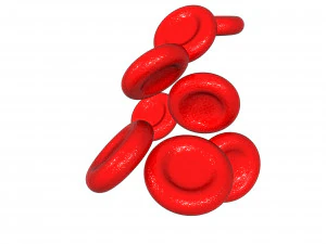 Blood cells 3D Model