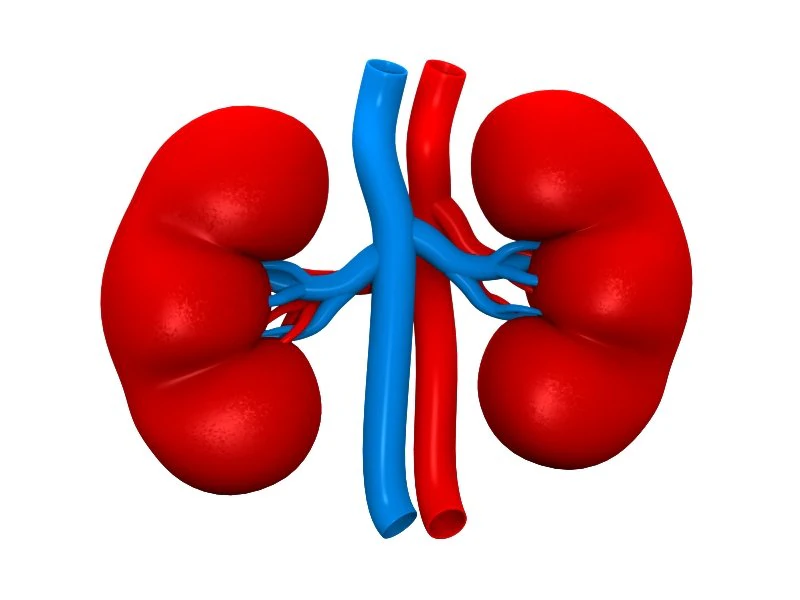 Human Kidney 3D Model .c4d .max .obj .3ds .fbx .stl .blend 