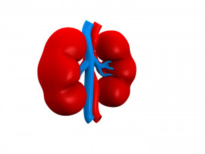 Human Kidney 3D Модель