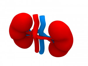 Human Kidney 3D Модель