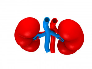 Human Kidney 3D Модель
