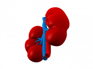 Human Kidney 3D Модель