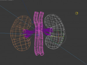 Human Kidney 3D Модель