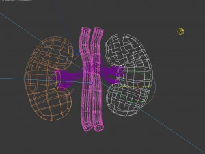Human Kidney 3D Model