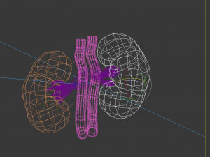 Human Kidney 3D Модель