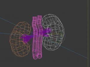 Human Kidney 3D Model