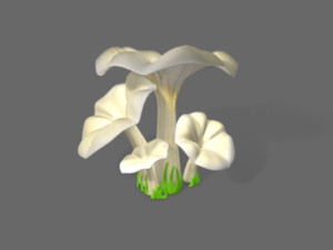 pleurotus mushroom 3Dモデル