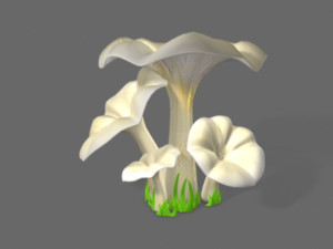 pleurotus mushroom 3D 模型