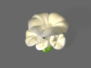 pleurotus mushroom 3D 模型