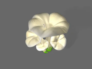 pleurotus mushroom 3D Model