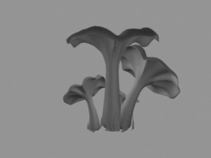 pleurotus mushroom 3D 模型