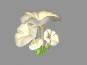 pleurotus mushroom 3D 模型