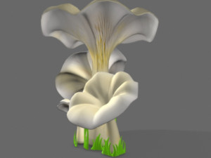 pleurotus mushroom 3D 模型