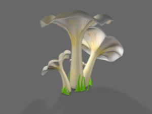 pleurotus mushroom 3D 模型