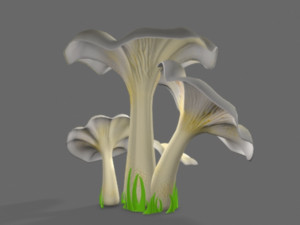 pleurotus mushroom 3D 模型