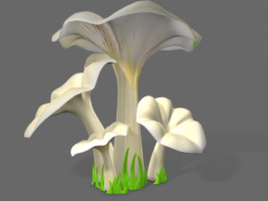 pleurotus mushroom 3D 模型