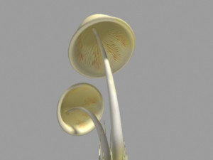 clavaria mushroom 3D-Modell