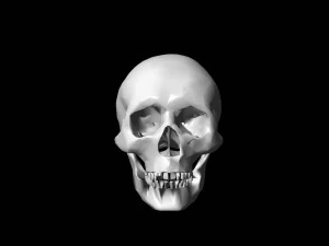 ローポリスカル 3Dモデル