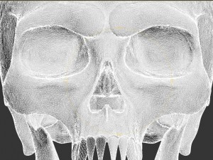 skull 3D Model