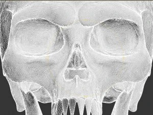 skull 3D Model