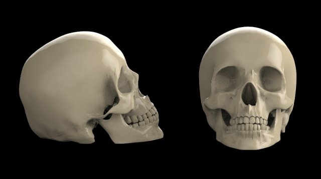 scull 3D मॉडल .c4d .max .obj .3ds .fbx .stl .blend 