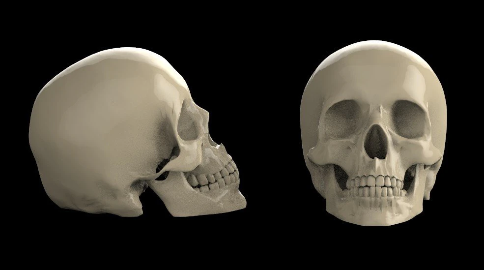 Scull 3D Model .c4d .max .obj .3ds .fbx .stl .blend 