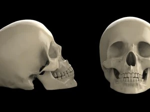 Sch&auml;del 3D Modell