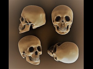 scull 3D मॉडल