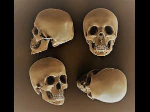 Scull 3D Model