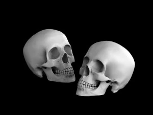 Scull 3D Model