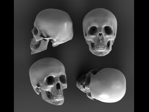 scull 3D मॉडल