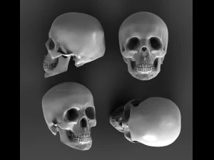 Scull 3D Model