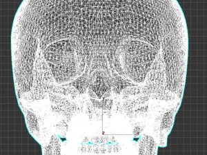 Scull 3D Model