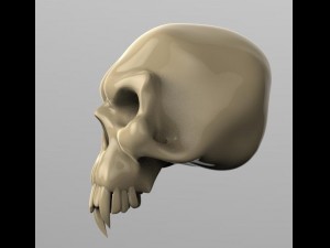 skull 3D Model