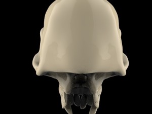 skull 3D Model