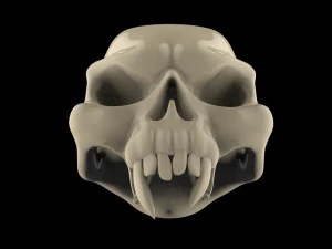 skull 3D Model