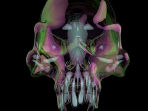 skull 3D Model