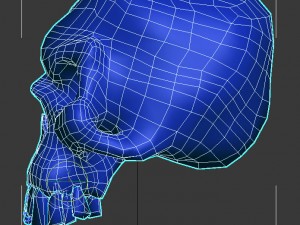 skull 3D Model