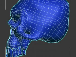skull 3D Model