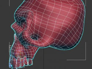 skull 3D Model