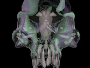 skull 3D Model