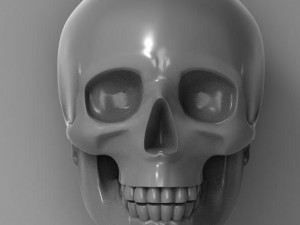 skull 3D Model
