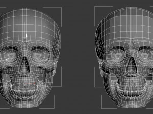 skull 3D Model