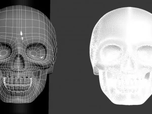 skull 3D Print Model