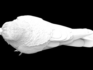 bird 3D Модель