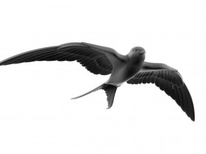 sparrow 3D 打印模型