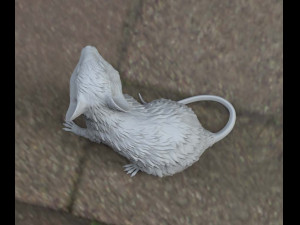 mouse 3D Модель