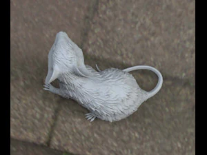 mouse 3D Model