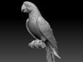 parrot 3D-printmodel