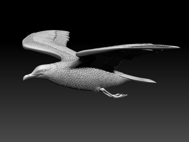 seaguul Modello di stampa 3D .c4d .max .obj .3ds .fbx .stl .blend 
